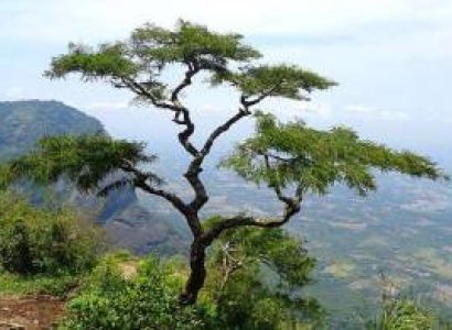 4 Nights 5 Days Nelliyampathy - Pollachi - Top Slip - Valparai Tour