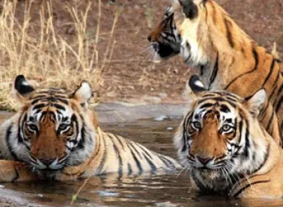 Short Escape to Corbett Tour