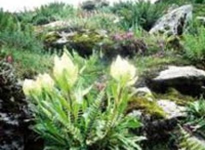 Kedarnath Ji Yatra Package