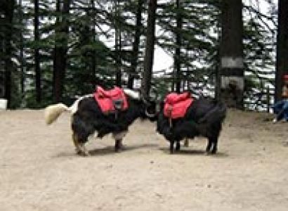 02 Nights/ 03 Days Shimla Tour package 