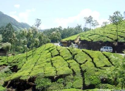Kerala Tour package Cochin - Munnar - Alleppy - Cochin -Cochin 