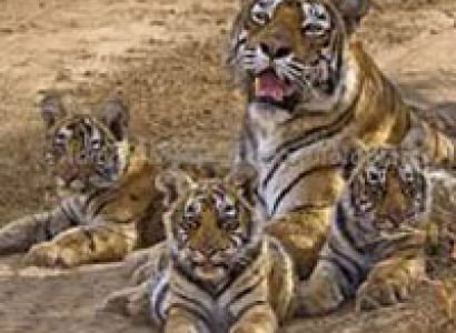 Rajasthan Wildlife Tour