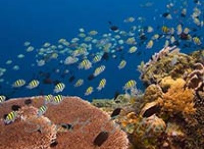 Manado - Bunaken - Minahasa Tour