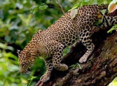 South India Wildlife Tour