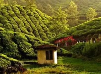 Munnar Tour
