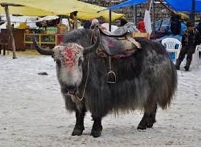 Enchanting Himachal Holiday Package