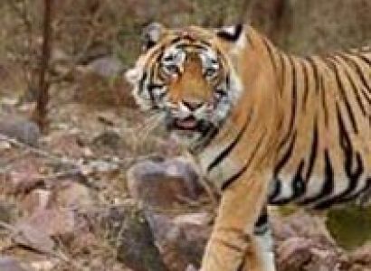 Ranthambore  Package