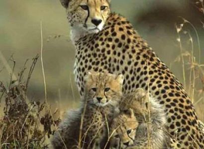 Chittor with Ranthambore Tour