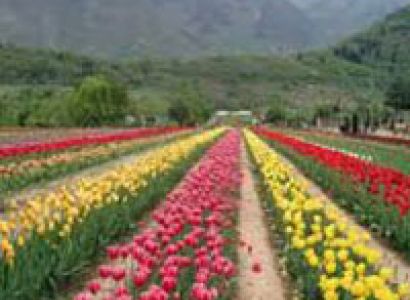 Kashmir Panorama Tour