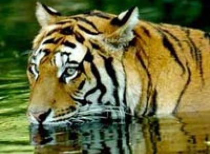 Nainital with Corbett Tour (Family Special)