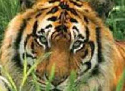 Short Escape to Corbett Tour