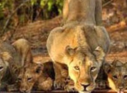 Wildlife Safari in Gujarat Tour