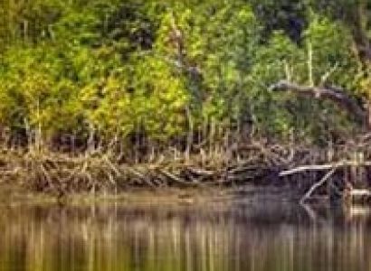 Sundarbans Short Tour