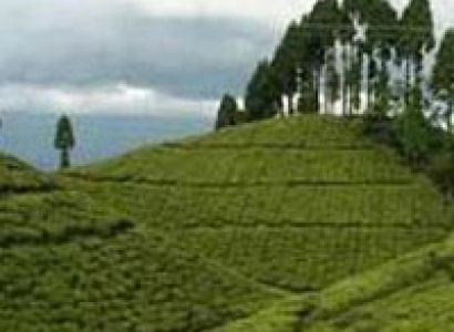 Beautiful Darjeeling Tour