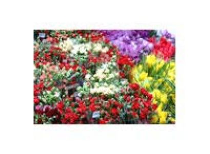 Packages in Chandigarh