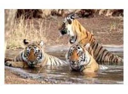 Wild Safari Rajasthan Tour
