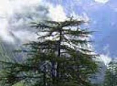 Honeymoon Manali Shimla Tour Package