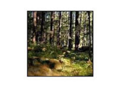 Dalhousie - Shimla - Manali Tour package