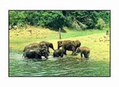 Kerala Wildlife Tours 