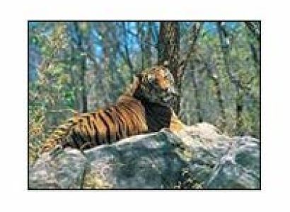 Kerala Wildlife Tours