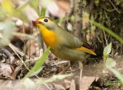 North-East Tour package Gangtok - Lachung - Pelling - Darjeeling 7N 8D