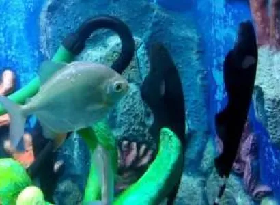 3 Night 4 Days -Goa Package