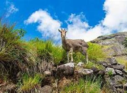 2 Night 3 Days- Munnar Tour Package