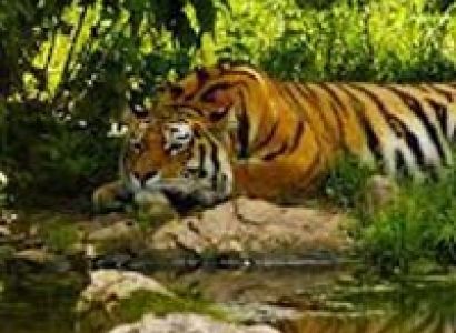 Sunderban Wilderness Tour
