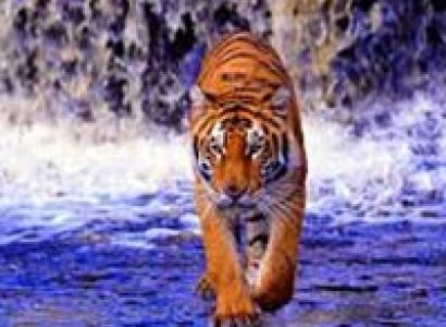 Sunderbans Jungle Camp Tour Package