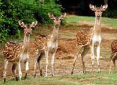 Exotic Tour of Odisha