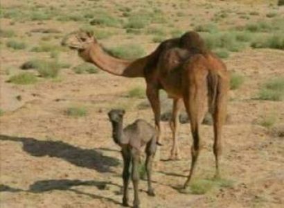 Golden Triangle With Desert Tour