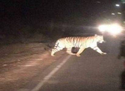 Golden triangle with wildlife tour