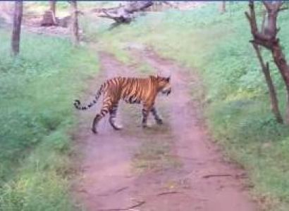 Golden triangle with wildlife tour