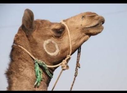 Golden Triangle With Desert Tour