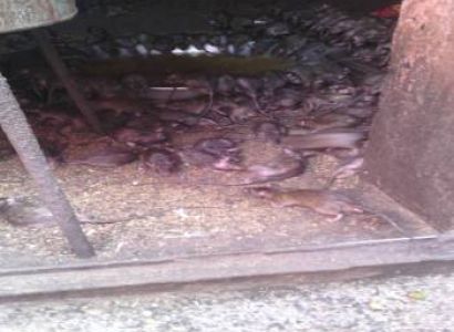 Rajasthan Historical Tour package