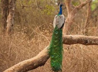 Rajasthan Historical Tour package