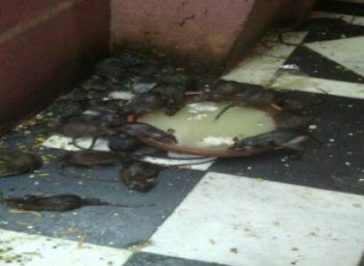 Rajasthan Historical Tour package