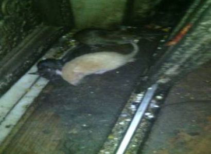 Rajasthan Heritage and Cultural Tour