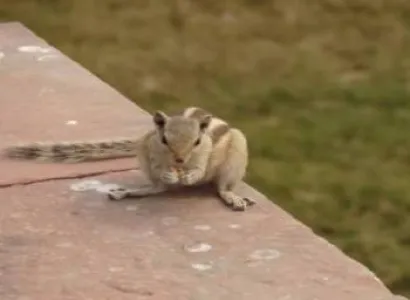 Ranthambore wildlife tour package