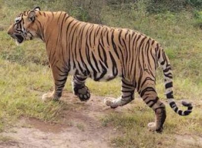 Ranthambore wildlife tour package