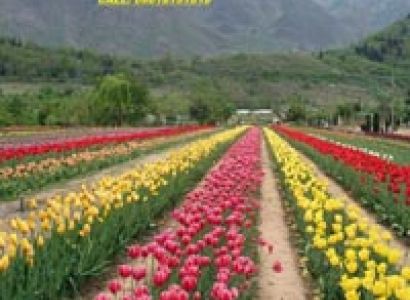 Srinagar - Gulmarg - Pahalgam Tour Package