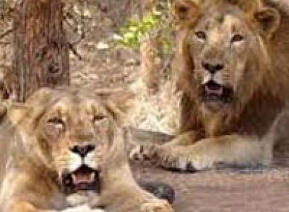 Madhya Pradesh Temple & Tiger Tour