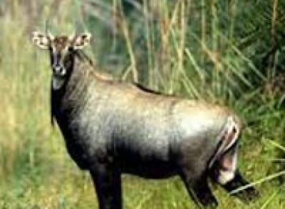 Jabalpur - Pench/Kanha National park - Nagpur Tour