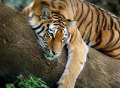 Nagpur-Pench, Jabalpur Bandhavghar Tour