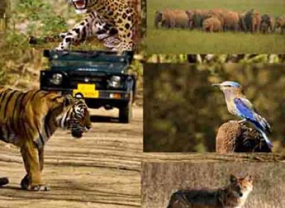 Trip to Bandhavgarh Tour