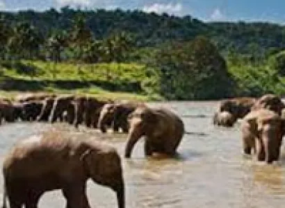 Khajuraho Dance Festival with Wildlife Tour