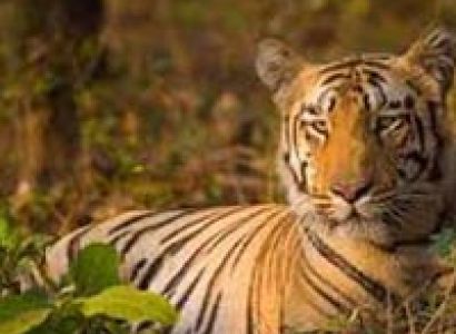 Short Escape to Pench Tour