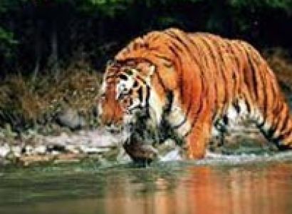 Taj Mahal with Bandhavgarh Tour