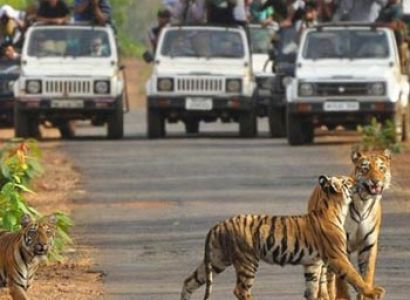 Weekend Trip to Bandhavgarh Tour