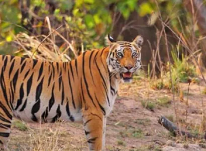 Tiger Tour With Mumbai